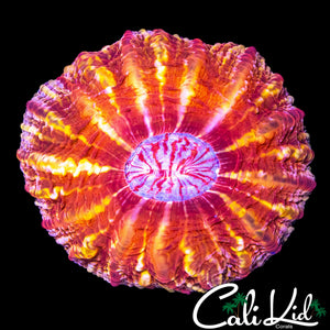 INSANE FLAMING CYNARINA