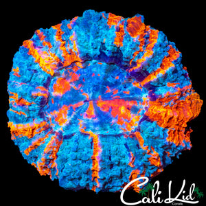 RARE TEAL ACANTHO
