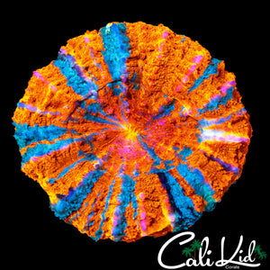 ULTRA STRIPE MINI ACANTHO