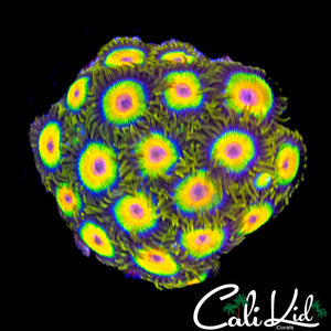 RASTA ZOA COLONY