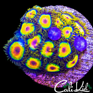 RASTA ZOA COLONY