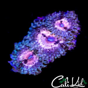 MYSTERY ZOA TRIPLE