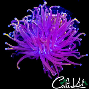 AQUACULTURED NY KNICKS TORCH