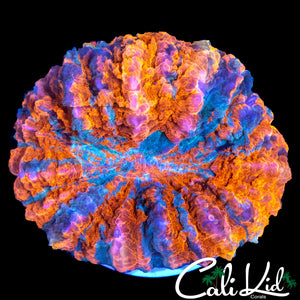 BEAUTIFUL TRI COLOR ACANTHO