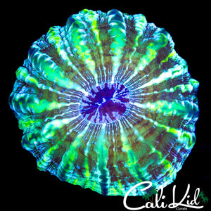 FRANKENSTEINS BRIDE INDOPHYLLIA