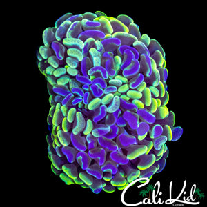 SPLATTER BRANCHING HAMMER