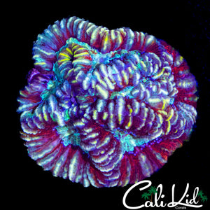 ULTRA RAINBOW WILSONI