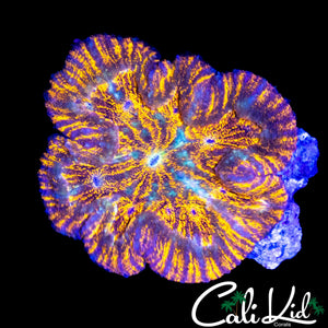 MULTI MOUTH MINI SYMPHYLLIA