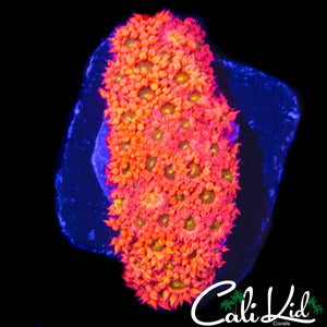 BLINDING PINK GONI