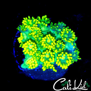 SUPER BRIGHT ULTRA GONI