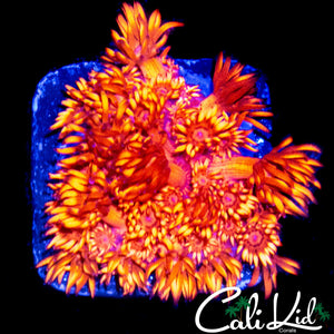 TQEUILA SUNRISE GONI