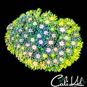 MALAYSIAN RAINBOW GONI COLONY