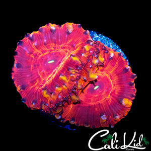 CANDY APPLE BLASTO DOUBLE