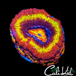 BLACK HOLE SUN ACAN MINI COLONY