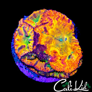 RAINBOW BLASTO COLONY (W/ PURPLE)