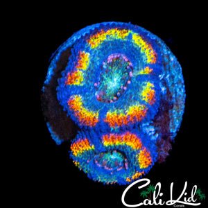 ULTIMATE RAINBOW ACAN DOUBLE