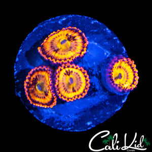 SAKURA SUNSET TYPE QUAD