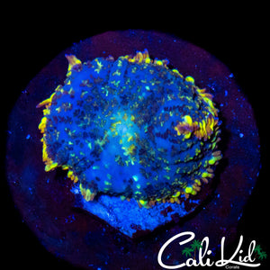 RAINBOW RIM RHODACTIS