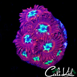 CK SPOTIFY ZOA MINI COLONY