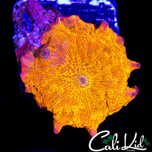 CANDY CRUSH TYPE MUSHROOM