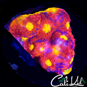 BIG EYE RAINBOW RIM CHALICE COLONY