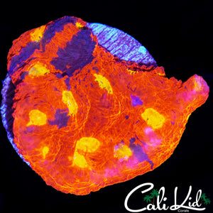RAINBOW EYE CHALICE CHUNK