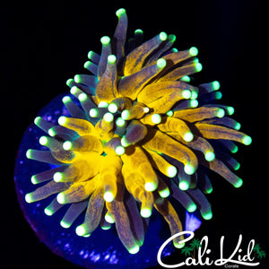 BEAUTIFUL TIGER TORCH