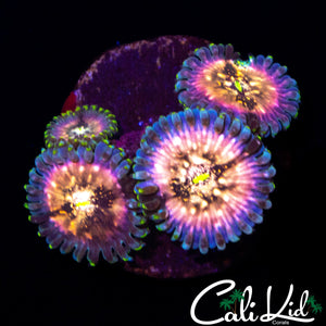 SOUR PUNCH ZOA QUAD