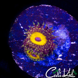 GOD BEAST ZOA DOUBLE