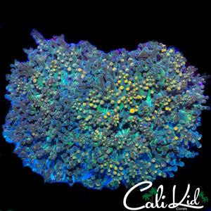 AQUACULTURED XL BI COLOR BRANCHING HAMMER