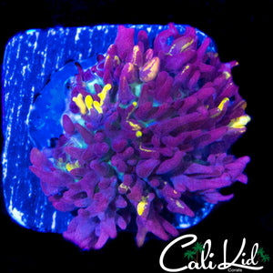 CB MAGIC CARPET MUSHROOM