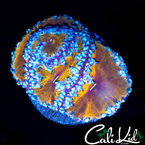 RARE RAINBOW SWIRL BLASTO QUAD