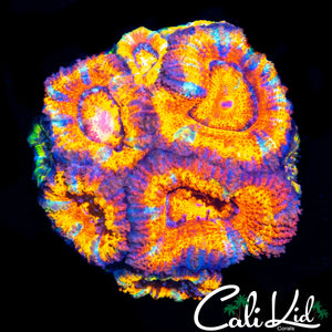 ULTIMATE RAINBOW ACAN MINI COLONY