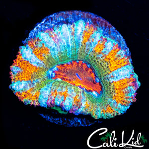 RARE COLOR ACAN LORD