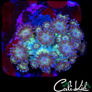 GLITTER "NO" BOMB GONI