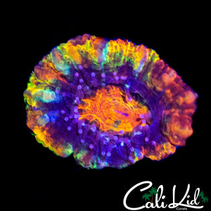 MYSTERY ACAN MORPH
