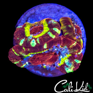 INSANE ASIAN ACAN TRIPLE
