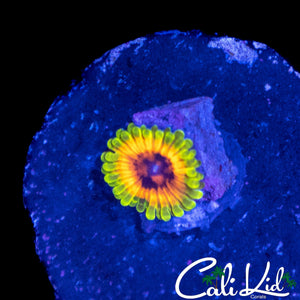 HALLUCINATION ZOA