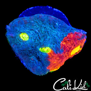 4 EYE RAINBOW CHALICE