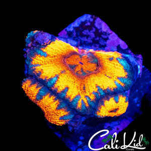 SUN GOD ACAN TRIPLE