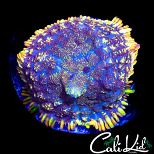 RAINBOW RIM RHODACTIS