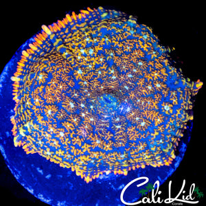 BEAUTIFUL RAINBOW RHODACTIS