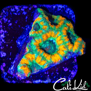 PURPLE PATCH ACAN MINI COLONY