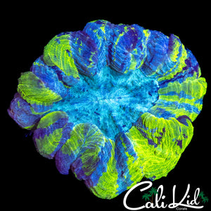 AMAZING SPLATTER TYPE ACANTHO