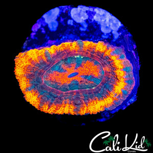 LARGE ACAN LORD