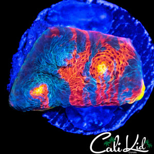 RAINBOW RIM CHALICE FRAG