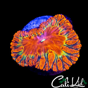 INDO RAINBOW BLASTO