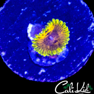 BIG BIRD & KERMIT ZOA