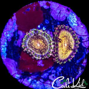 DEATH STAR DOUBLE ZOA