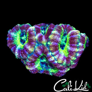 RAINBOW ASIAN ACAN QUAD